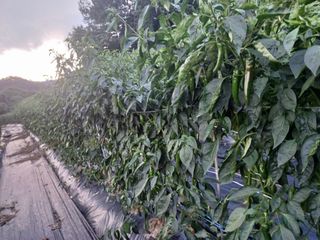 오영도님의 고추 · 수확 작성글 사진