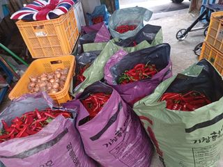 오영도님의 고추 · 수확 작성글 사진