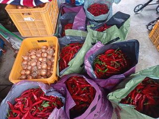 오영도님의 고추 · 수확 작성글 사진