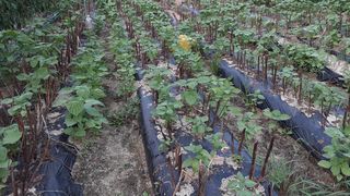 아리랑님의 들깨 · 영농일지 작성글 사진