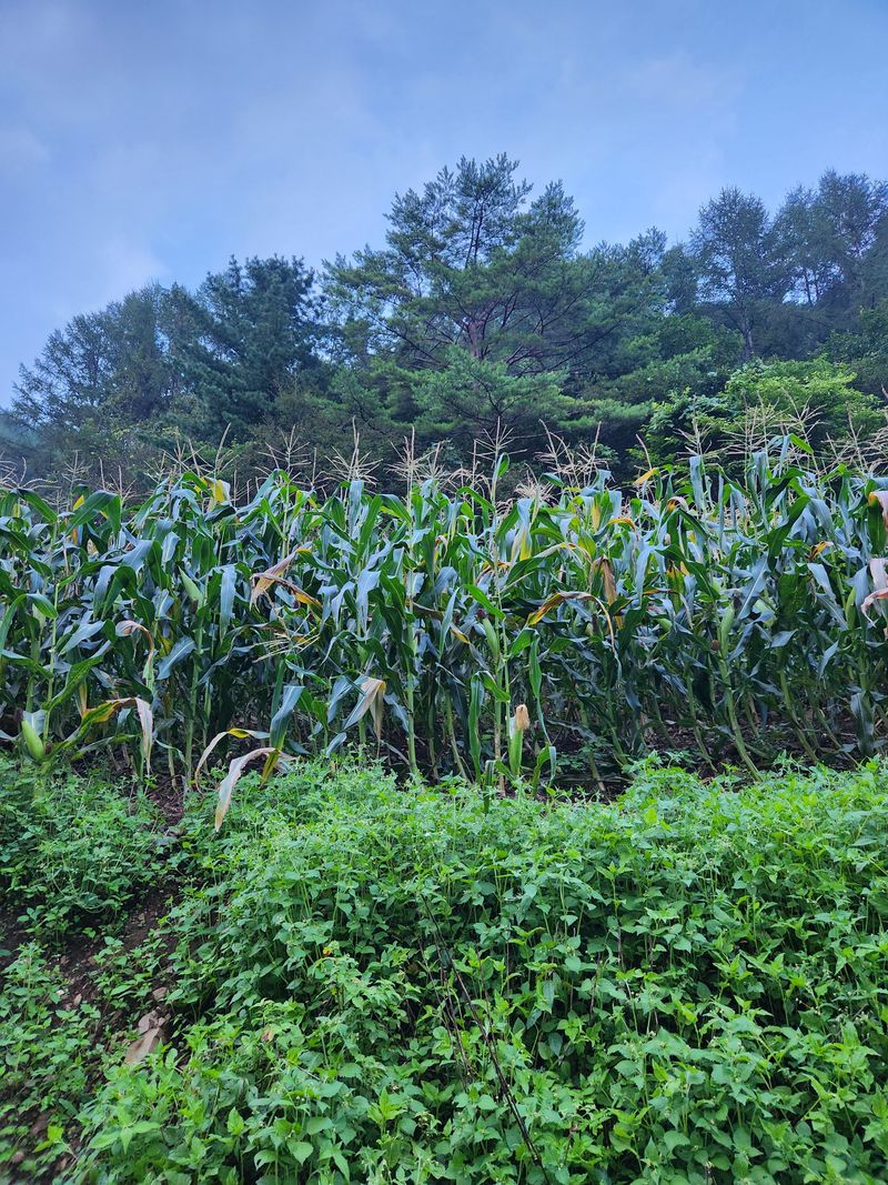 장터 상품 [옥수수50개1박스] 썸네일