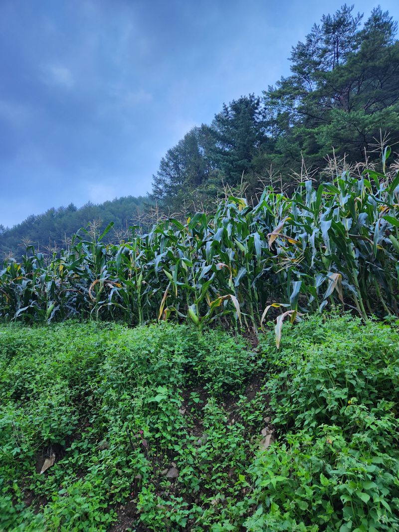 윤미선(농경채인증님의 장터 판매 상품 [옥수수50개1박스] 첨부 사진