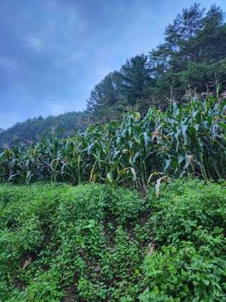 윤미선(농경채인증님의 작성글 사진