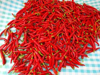 조용철님의 고추 · 수확 작성글 사진