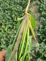 팜모닝 시금치·병해충상담 게시글 이미지