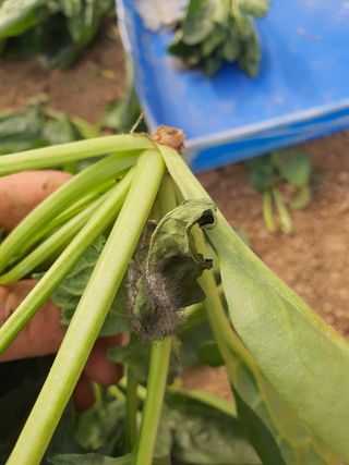 홍성우님의 시금치 · 병해충상담 작성글 사진