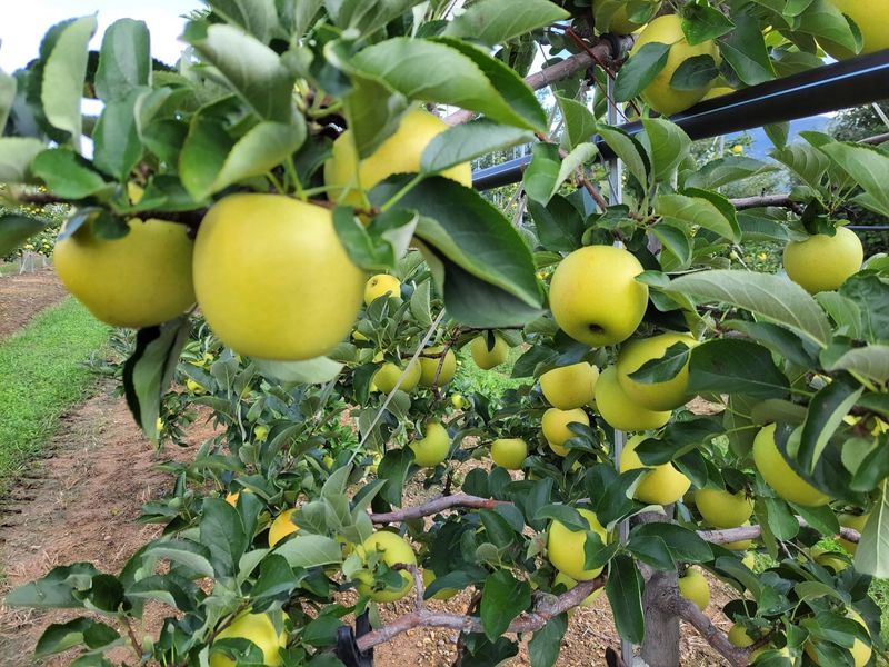 프룻하늬님의 장터 판매 상품 [시나노골드(가정용) 3kg 5kg] 첨부 사진