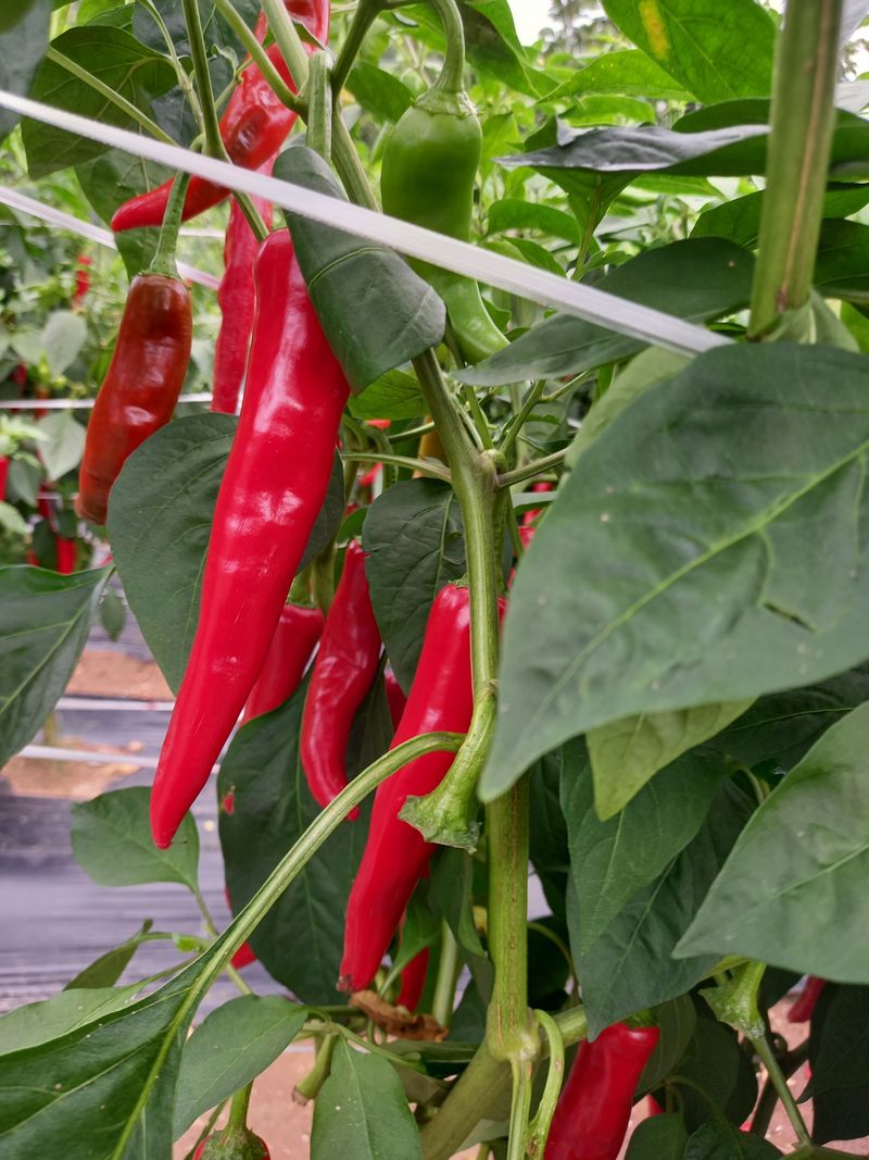 장터 상품 [고추가루 600g(1근) 2만원 ] 썸네일