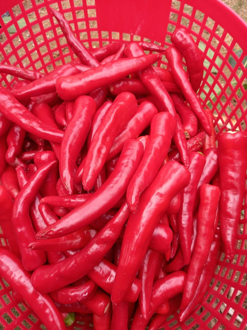 김계화님의 장터 판매 상품 [고추가루 600g(1근) 2만원 ] 첨부 사진