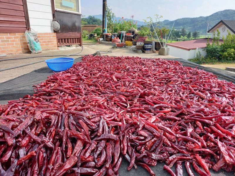 김계화님의 장터 판매 상품 [고추가루 600g(1근) 2만원 ] 첨부 사진
