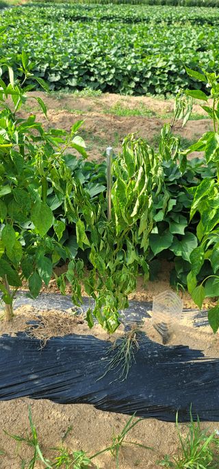 불사조1님의 고추 · 병해충상담 작성글 사진