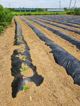 팜모닝 콩·영농일지 게시글 이미지