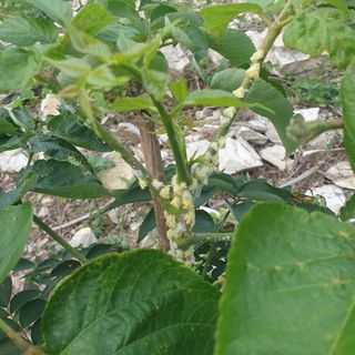 박윤희님의 두릅 · 병해충상담 작성글 사진