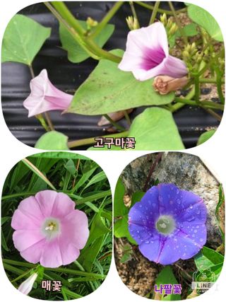 조용길님의 자유주제 · 자유게시판 작성글 사진