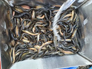 김석현님의 자유주제 · 자유게시판 작성글 사진