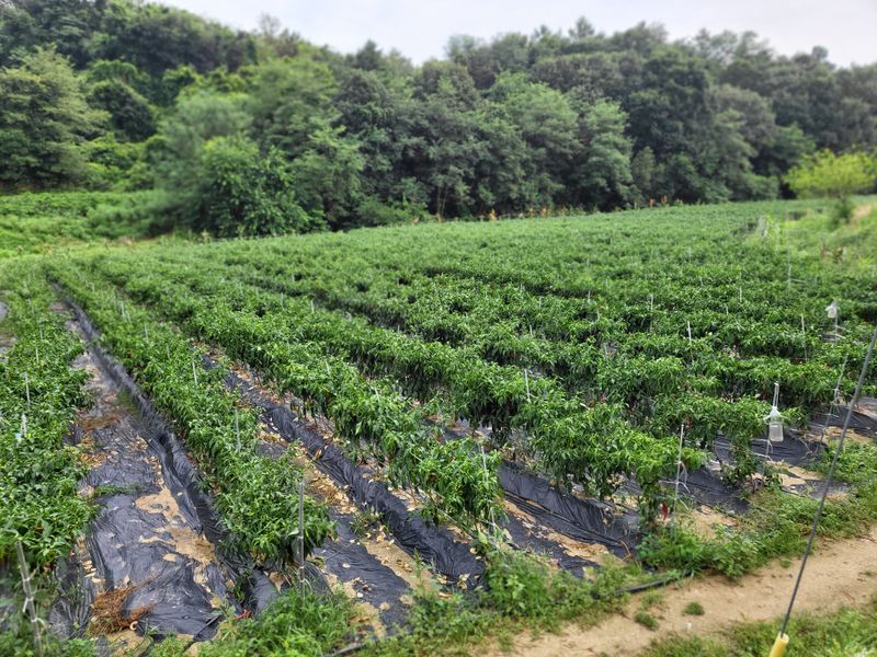 박무순님의 장터 판매 상품 [건고추입니다] 첨부 사진