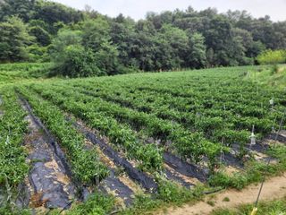 박무순님의 작성글 사진