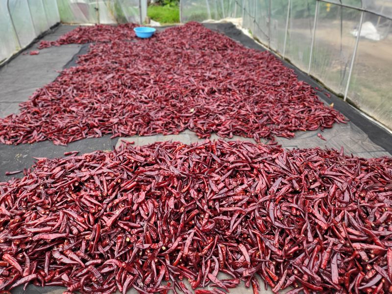 박무순님의 장터 판매 상품 [건고추입니다] 첨부 사진