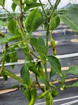 팜모닝 고추·병해충상담 게시글 이미지