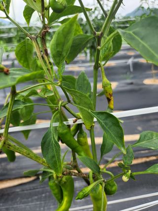 떡대님의 고추 · 병해충상담 작성글 사진