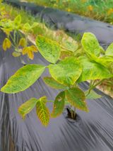 팜모닝 콩·병해충상담 게시글 이미지