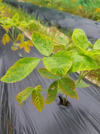 강석규님의 콩 · 병해충상담 작성글 사진