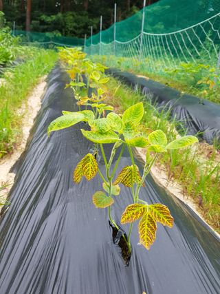 강석규님의 콩 · 병해충상담 작성글 사진