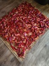 팜모닝 고추·수확 게시글 이미지