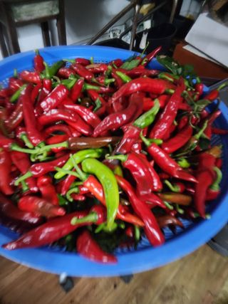 권춘화님의 고추 · 수확 작성글 사진