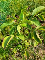 팜모닝 기타작물·병해충상담 게시글 이미지