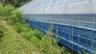 나산 블루베리농원님의 블루베리 · 자유게시판 작성글 사진