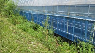 나산 블루베리농원님의 블루베리 · 자유게시판 작성글 사진