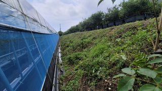 나산 블루베리농원님의 블루베리 · 자유게시판 작성글 사진