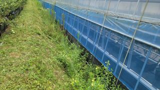 나산 블루베리농원님의 블루베리 · 자유게시판 작성글 사진