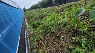 나산 블루베리농원님의 블루베리 · 자유게시판 작성글 사진