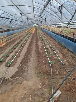 윤은성님의 오이 · 영농일지 작성글 사진