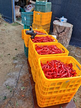 창공 귀농귀촌 초보님의 고추 · 수확 작성글 사진