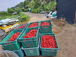 창공 귀농귀촌 초보님의 고추 · 수확 작성글 사진