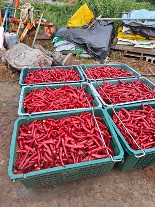 창공 귀농귀촌 초보님의 고추 · 수확 작성글 사진