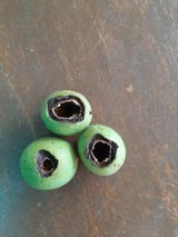 팜모닝 기타작물·병해충상담 게시글 이미지