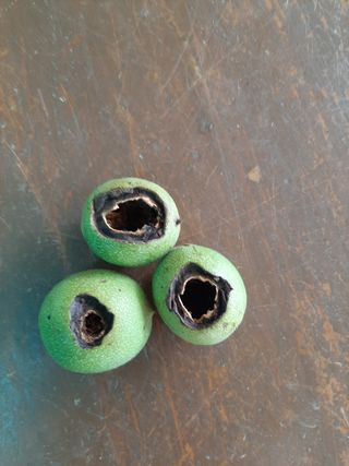 서영옥님의 기타작물 · 병해충상담 작성글 사진