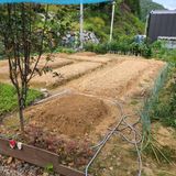 팜모닝 배추·토양준비 게시글 이미지