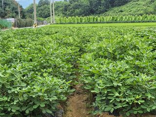김상진님의 고구마 · 자유게시판 작성글 사진