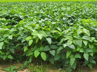 김상진님의 고구마 · 자유게시판 작성글 사진