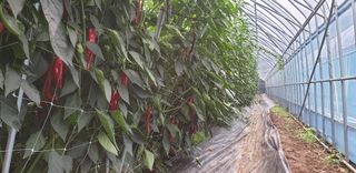 전봉우(채미농원)님의 고추 · 일상 작성글 사진