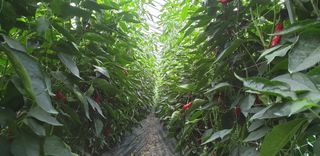 전봉우(채미농원)님의 고추 · 일상 작성글 사진