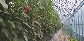 전봉우(채미농원)님의 고추 · 일상 작성글 사진