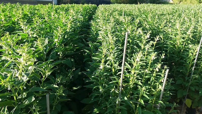 장터 상품 [2023년 햇토종참깨 ] 썸네일