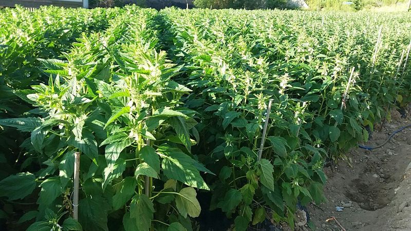 유영근님의 장터 판매 상품 [2023년 햇토종참깨 ] 첨부 사진