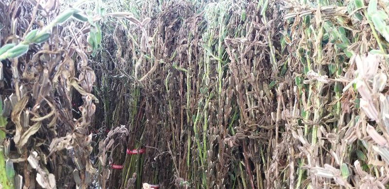 유영근님의 장터 판매 상품 [2023년 햇토종참깨 ] 첨부 사진